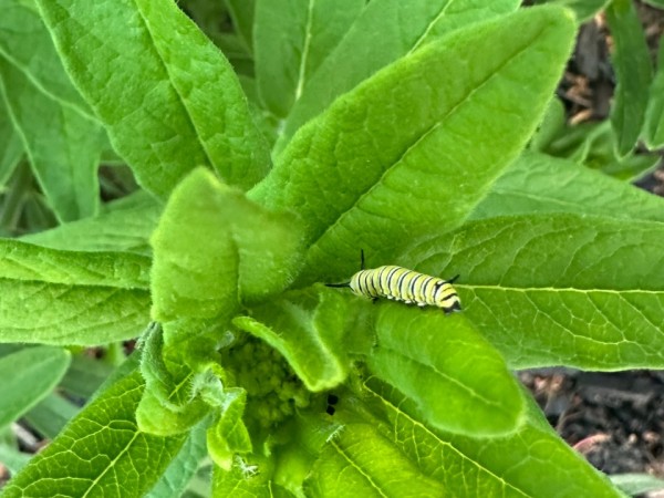 A monarch caterpillar in the middle of a butterflyweed, photographed from above