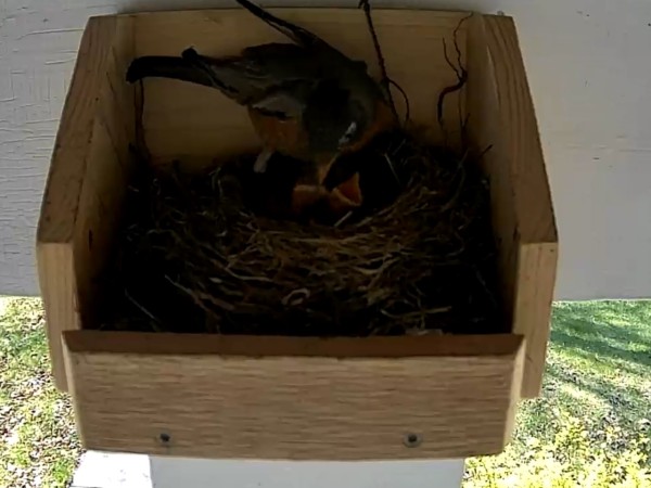 A robin feeding two babies in a nest