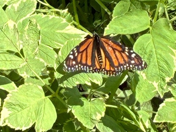 A monarch butterfly on green leaves