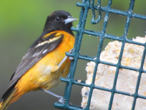 A male Baltimore Oriole on suet