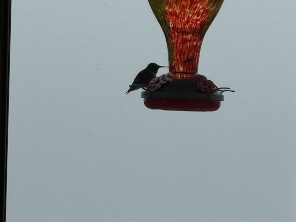 A back-lit hummingbird on a red feeder