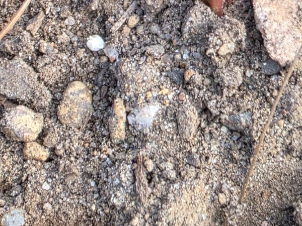 Milkweed poking through the dirt