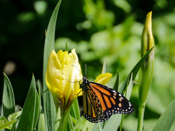 A monarch butterfly on a white/yellow flower