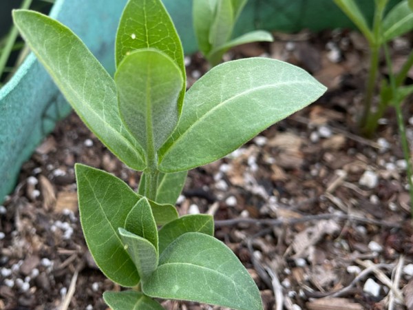 Monarch eggs on a milkweed plant