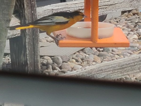 A male Bullock's Oriole on a feeder