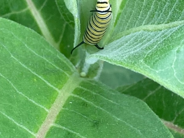 A monarch caterpillar on a milkweed leaf