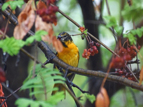 An oriole in a fruit tree