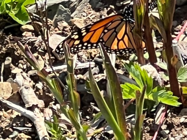 A monarch butterfly facing the camera, on a milkweed plant