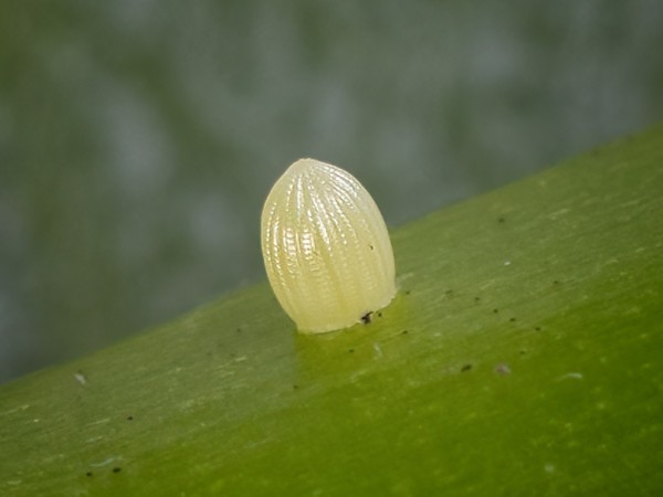 A close-up photo of a monarch egg on a leaf