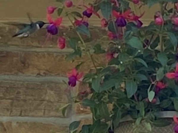 A hummingbird visiting a fuchsia plant