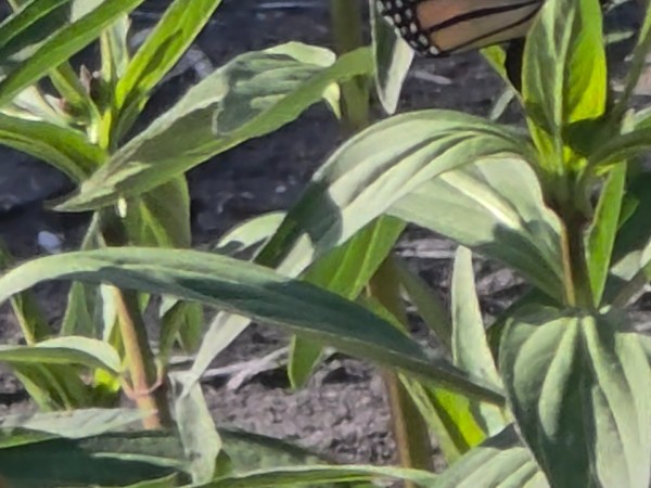 A monarch butterfly on milkweed