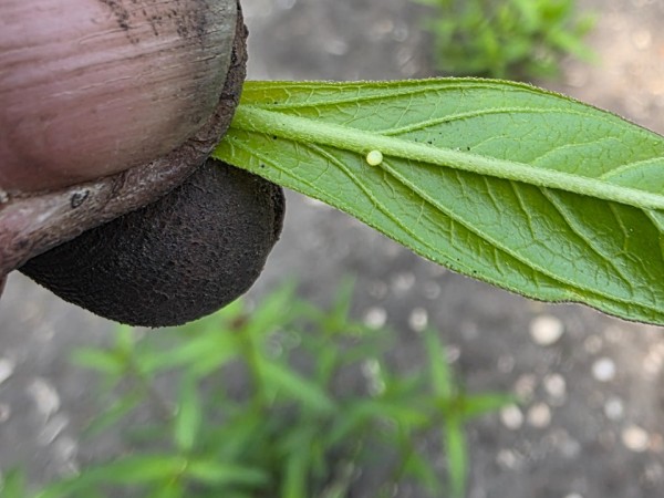 A monarch egg on a leaf of milkweed being held between a person's thumb and finger