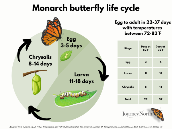 A monarch life cycle graphic showing how long it takes a monarch butterfly to develop from an egg to an adult
