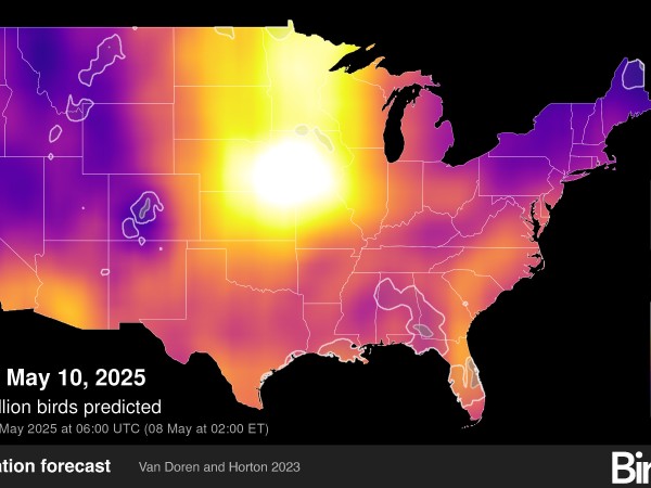 A BirdCast map showing migration activity across the U.S. on May 10