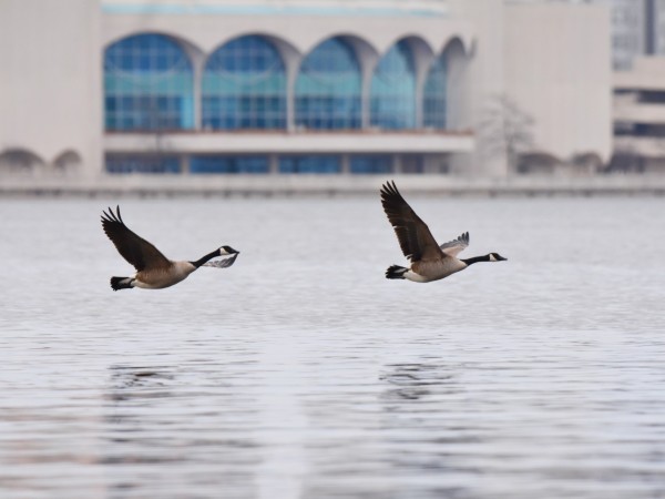 Two geese fly over the water with a blue windowed building in the background