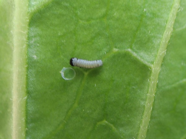 A little monarch caterpillar next to a hole in a milkweed leaf