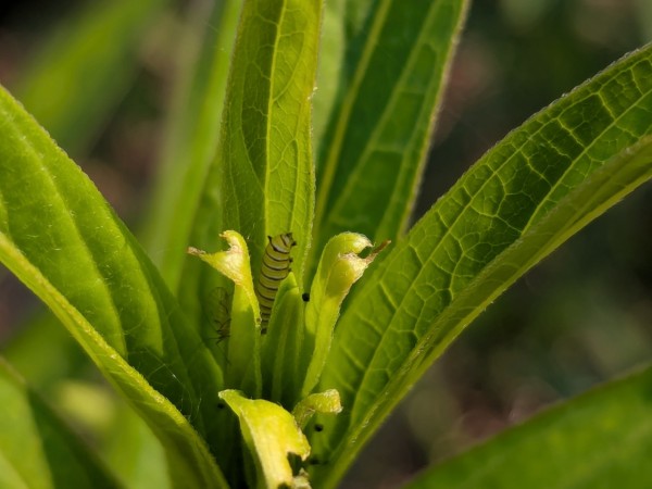 A monarch caterpillar tucked into a milkweed plant