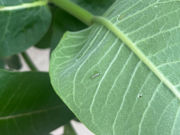 A tiny monarch caterpillar on a milkweed leaf