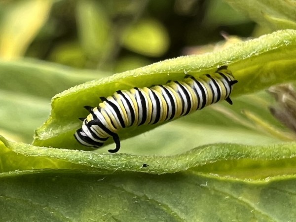 A monarch caterpillar on a green leaf
