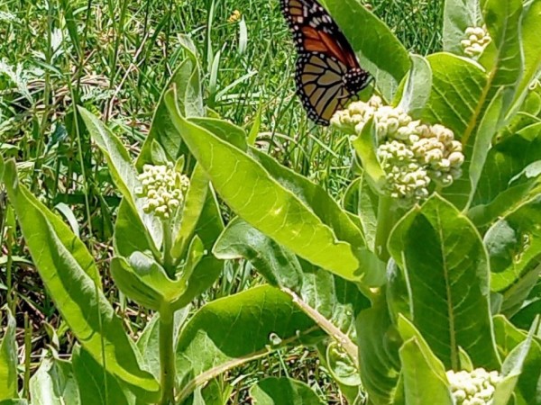 A monarch on milkweed