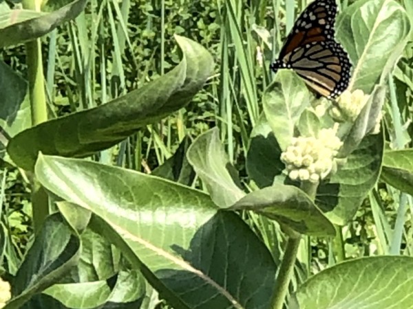 A monarch adult on milkweed