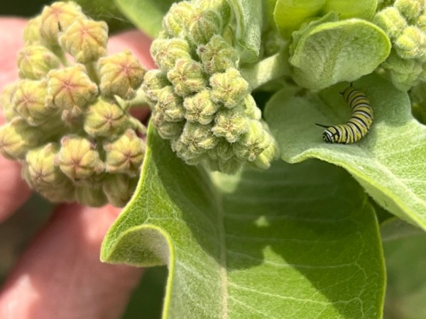 A monarch caterpillar on milkweed