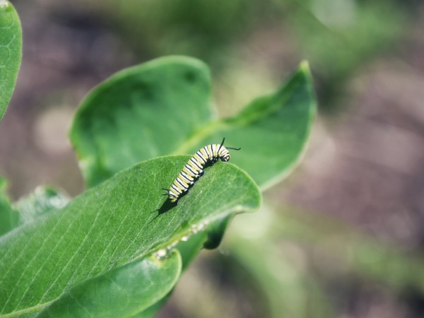 A monarch caterpillar looking out over the edge of a leaf