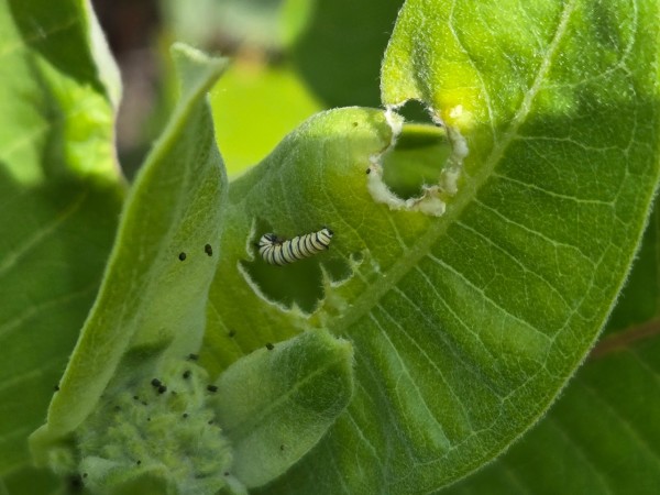 A monarch on a hole-filled leaf of milkweed
