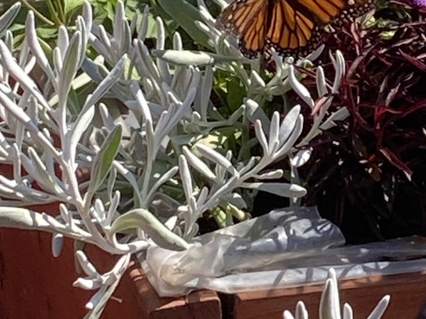 A monarch adult on a flower box