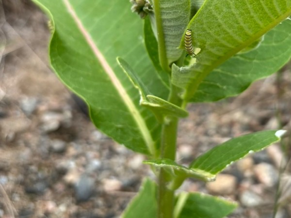 A monarch caterpillar on milkweed