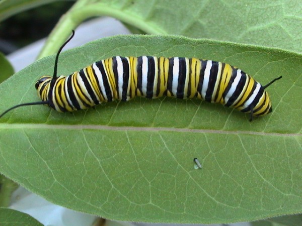 A fifth instar monarch caterpillar next to a tiny, first-instar caterpillar