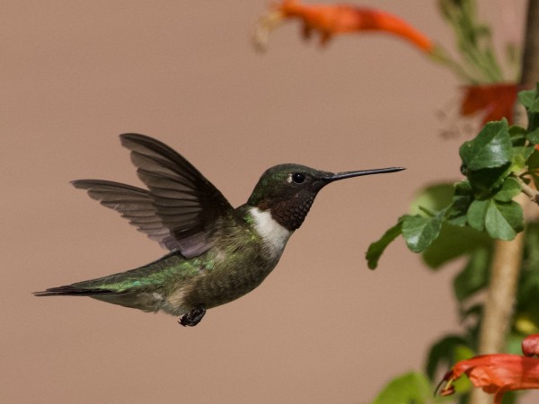 A hummingbird visits flowers in the air
