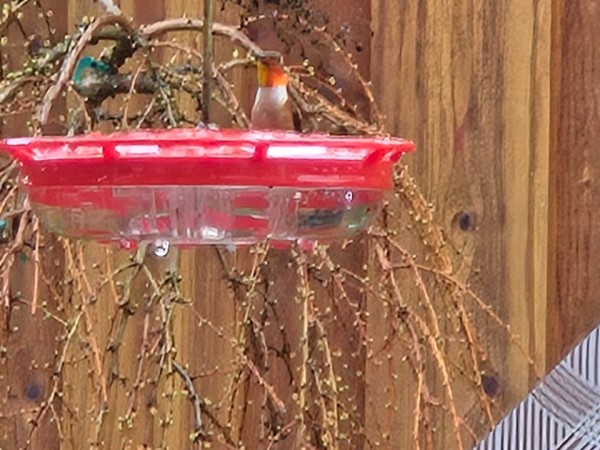 A Rufous Hummingbird visiting a feeder