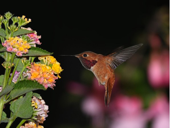 A Rufous Hummingbird visiting flowers