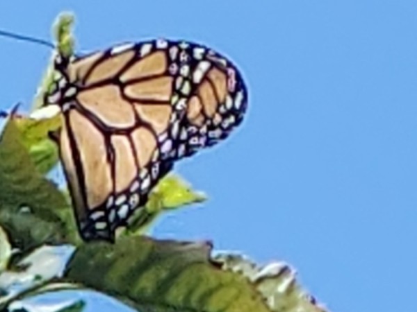 A monarch butterfly in a cherry tree