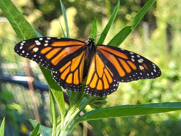A monarch female with open wings