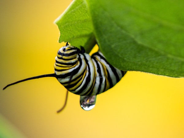 a monarch butterfly hanging from a leaf with a water droplet dripping from it and a yellow blurred background