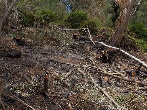 A clearing in a forest area with little greenery