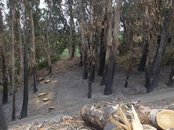 Trees with black bases after a fire