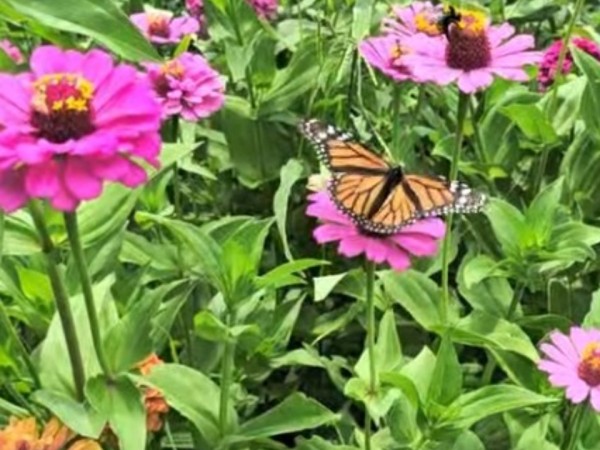 A monarch butterfly on a purple zinnia