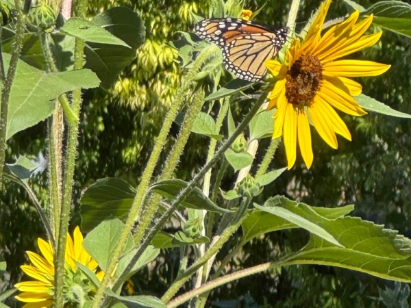 A monarch butterfly on a yellow sunflower