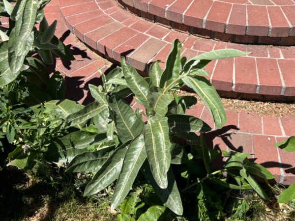 A monarch butterfly in the air next to brick steps and a milkweed plant