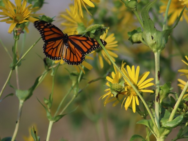 A monarch butterfly next to yellow flowers 