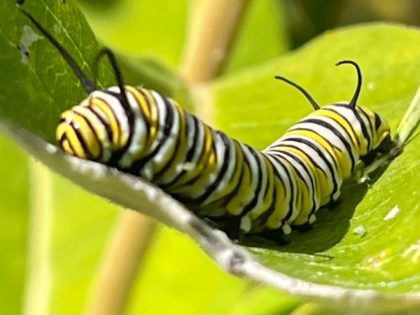 A monarch caterpillar on a milkweed leaf