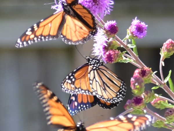 Four monarch butterflies on purple liatris flowers