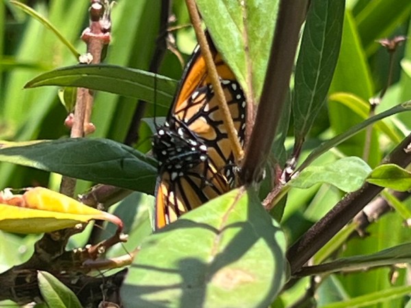 A monarch surrounded by leaves