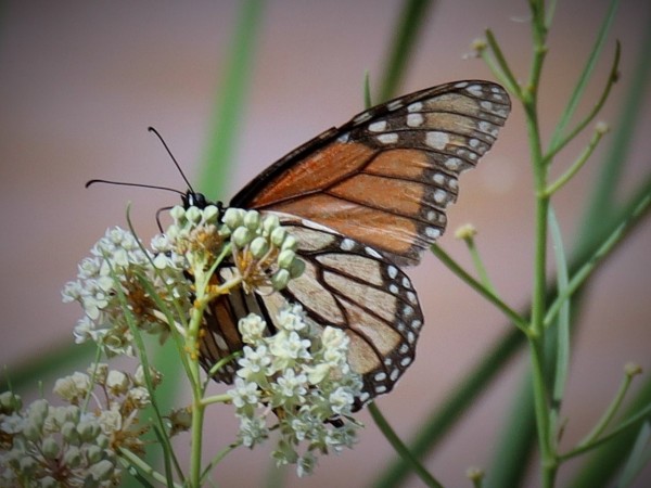 A monarch butterfly on a white milkweed flowering plant
