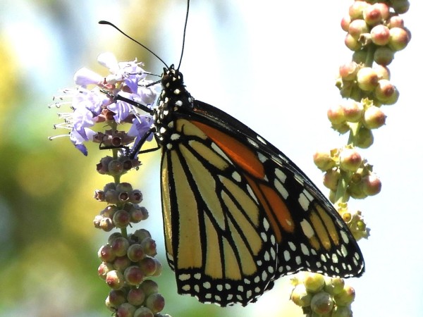 A monarch on purple flowers