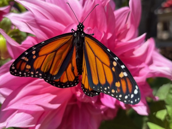 A monarch butterfly on a pink flower