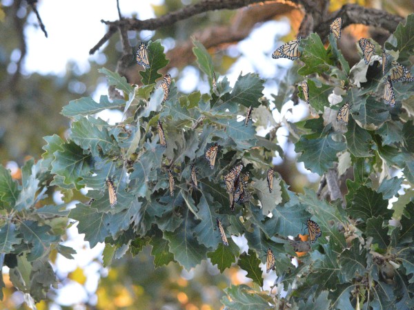 Monarch butterflies on a branch